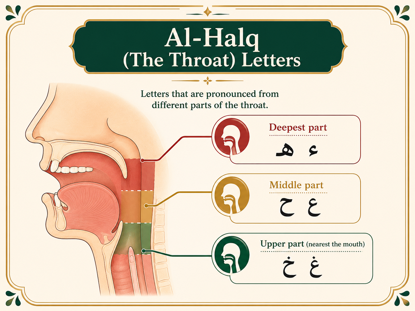 Makharij of throat letters Hamzah Ha Ain Ha Ghain and Kha