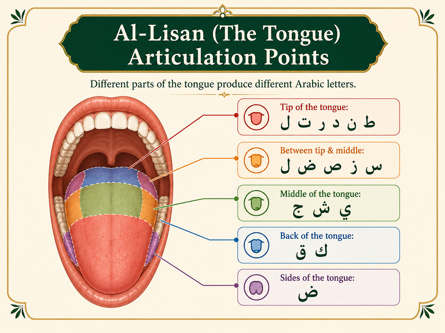 Tongue articulation points for Arabic letters in Makharij al Huruf