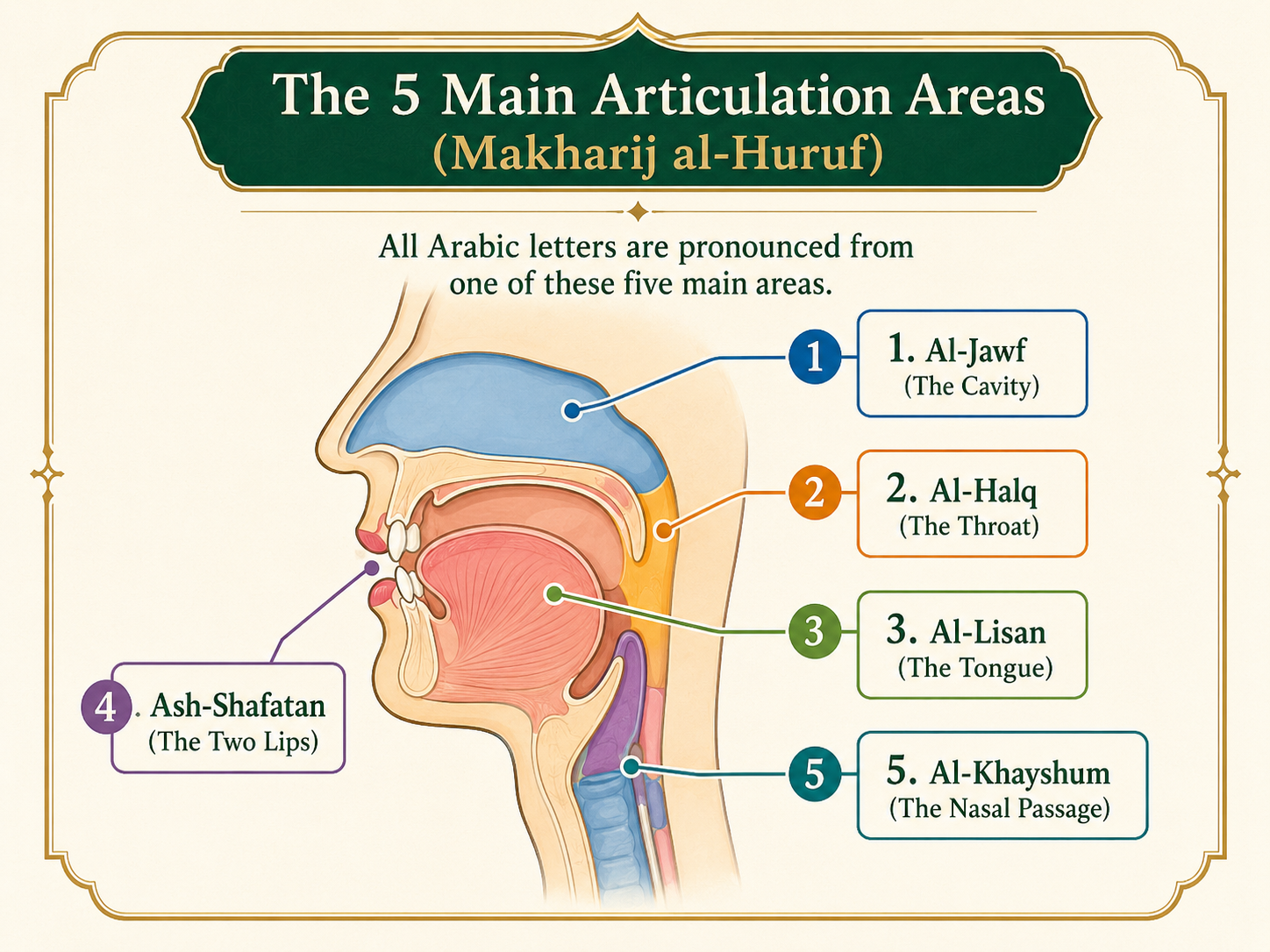 Five main Makharij areas including mouth throat tongue lips and nasal passage